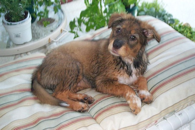 Ariel Went In The Pool